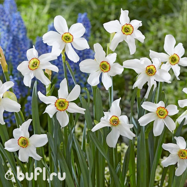 Нарцисс Recurvus (3 луковицы)