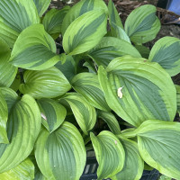 Хоста Токудама Флавоцирциналис (Tokudama Flavocircinalis) M