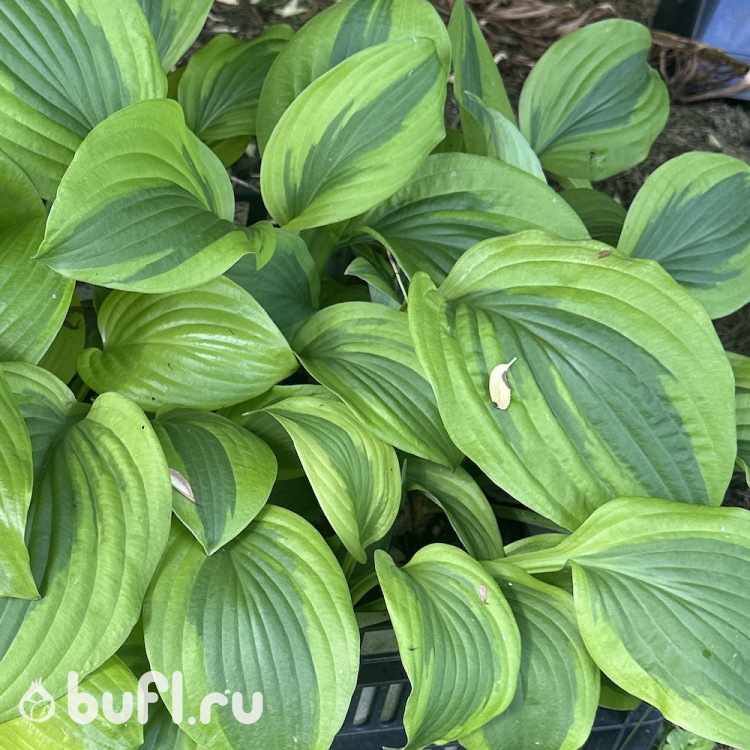 Хоста Токудама Флавоцирциналис (Tokudama Flavocircinalis) M