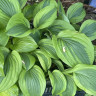 Хоста Токудама Флавоцирциналис (Tokudama Flavocircinalis) M