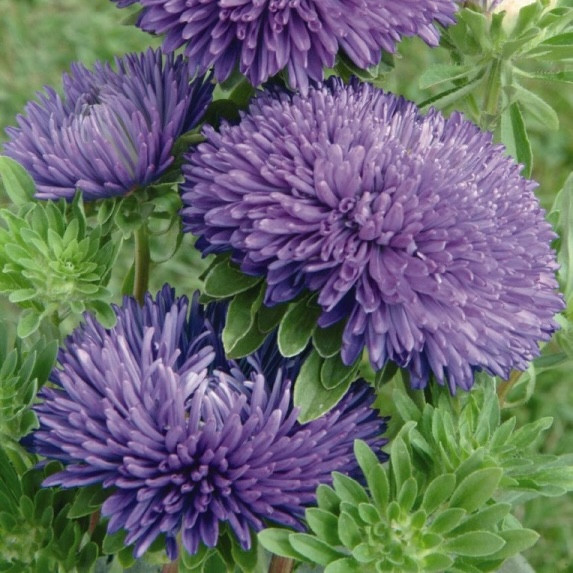 Астра Gala Blue (семена 10 шт.)