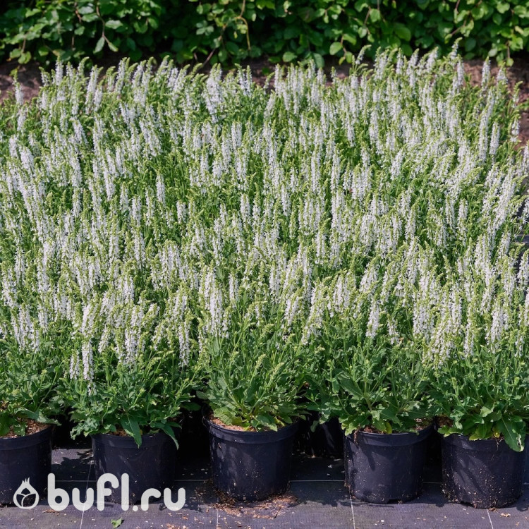 Salvia nemorosa Schneehügel