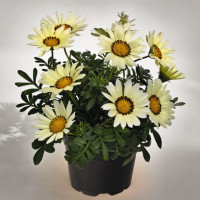 Газания Zany White (семена 10 шт.)