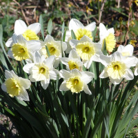 Нарцисс Ice Follies (3 луковицы)