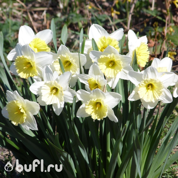 Нарцисс Ice Follies (3 луковицы)