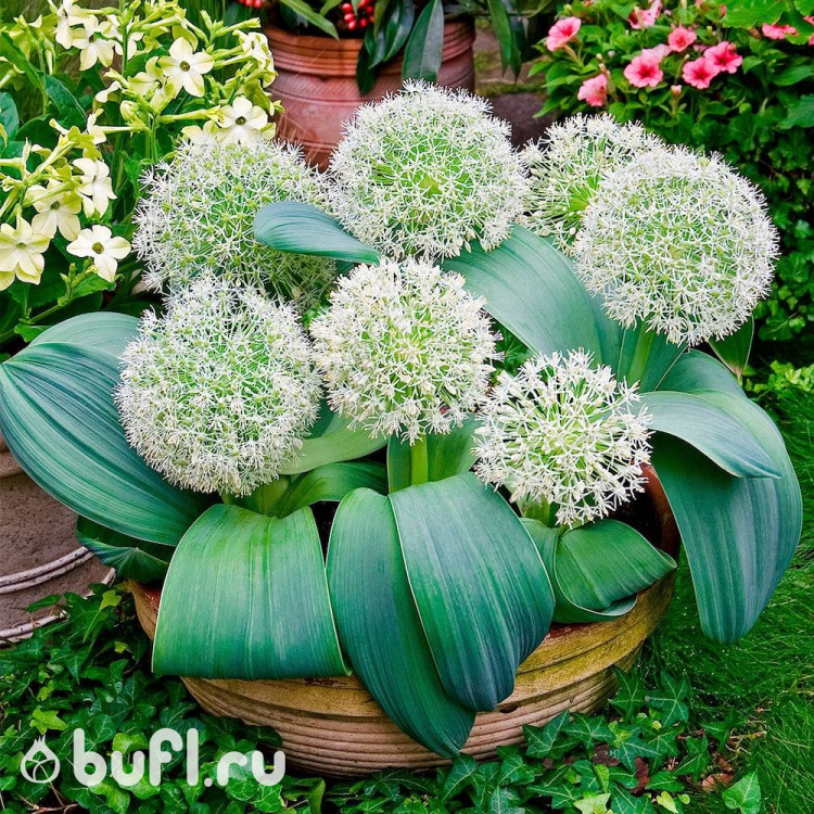 Allium Ivory Queen (5 луковиц)