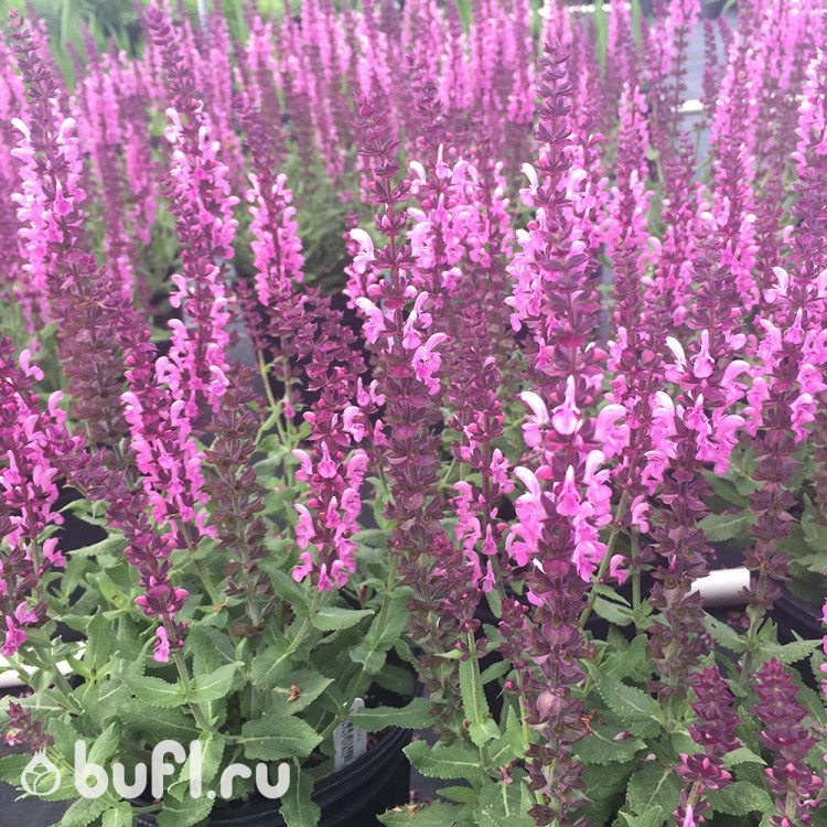 Salvia nemorosa Sensation Rose