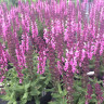 Salvia nemorosa Sensation Rose