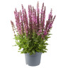 Salvia nemorosa Sensation Rose
