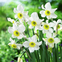 Нарцисс Sinopel (3 луковицы)