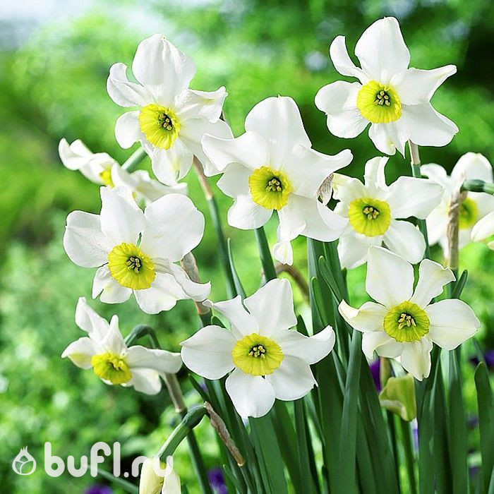 Нарцисс Sinopel (3 луковицы)