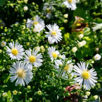 Aster dumosus Apollo Aster dumosus Apollo