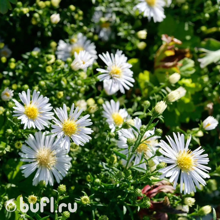 Aster dumosus Apollo
