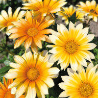 Газания Zany Sunny-Side Up (семена 10 шт.)