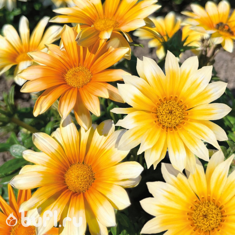 Газания Zany Sunny-Side Up (семена 10 шт.)