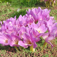 Colchicum Lilac Wonder