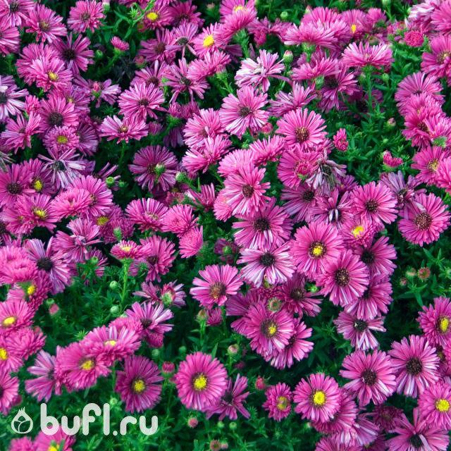 Aster dumosus Jenny Aster dumosus Jenny