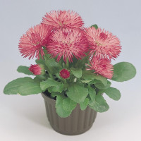 Маргаритка Roggli Rose  (семена 10 шт.)