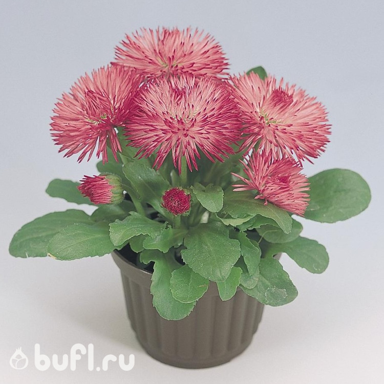 Маргаритка Roggli Rose  (семена 10 шт.)