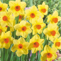 Нарцисс Martinette (3 луковицы)