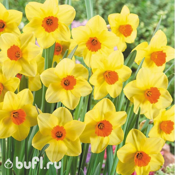 Нарцисс Martinette (3 луковицы)