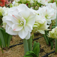 Гиппеаструм Вайт Амадеус (White Amadeus)
