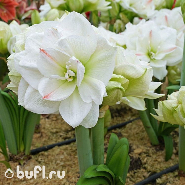 Гиппеаструм Вайт Амадеус (White Amadeus) Гиппеаструм Вайт Амадеус (White Amadeus)