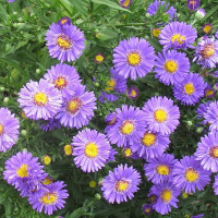 Aster dumosus Lady in Blue