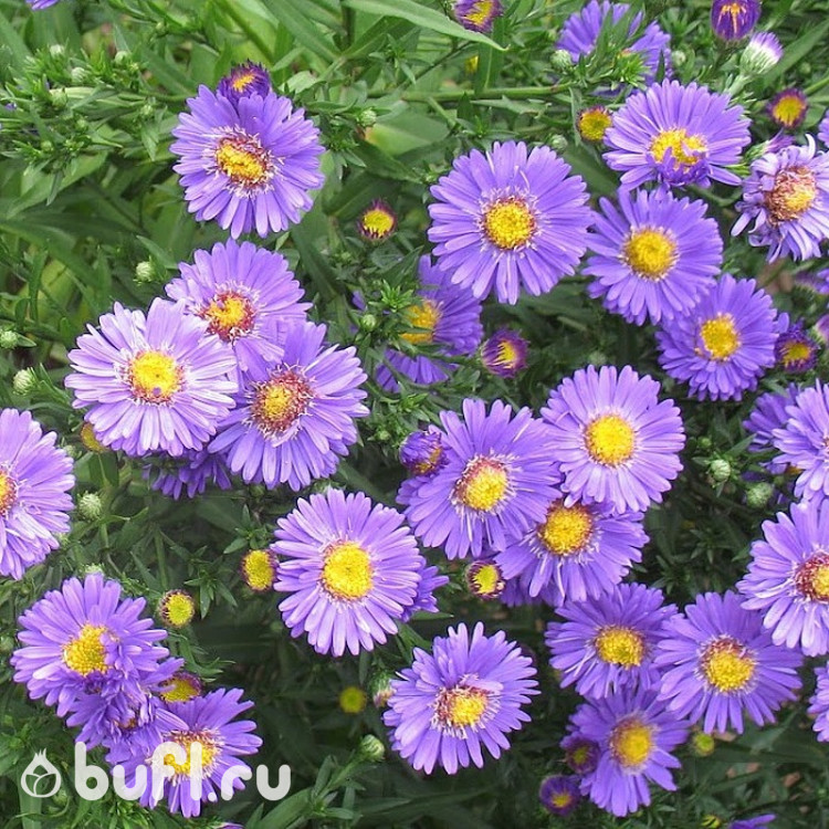 Aster dumosus Lady in Blue Aster dumosus Lady in Blue