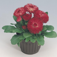 Маргаритка Roggli Red (семена 10 шт.)