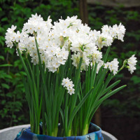 Нарцисс Paperwhite Ziva (3 луковицы)