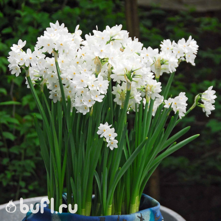 Нарцисс Paperwhite Ziva (3 луковицы)