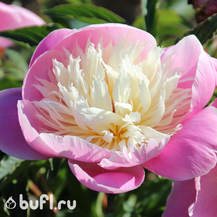 Пион Bowl of Beauty