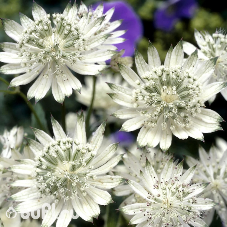 Astrantia major Alba 