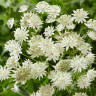 Astrantia major Alba 