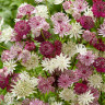 Astrantia major Alba 