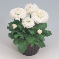 Маргаритка Roggli White (семена 10 шт.)