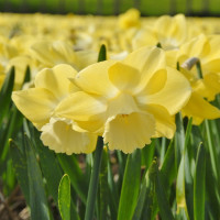 Нарцисс Avalon (3 луковицы)