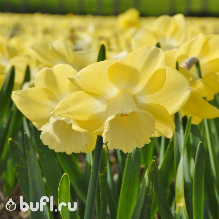 Нарцисс Avalon (3 луковицы)