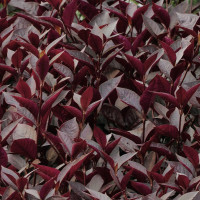 Альтернатера пурпурная (5 семян)