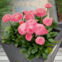 Маргаритка Robella (семена 10 шт.)