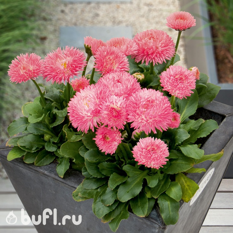 Маргаритка Robella (семена 10 шт.)