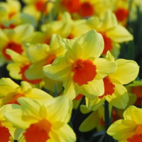 Нарцисс Fortissimo (3 луковицы)