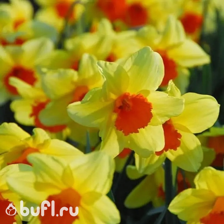 Нарцисс Fortissimo (3 луковицы)