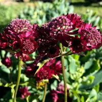 Astrantia major Primadonna 