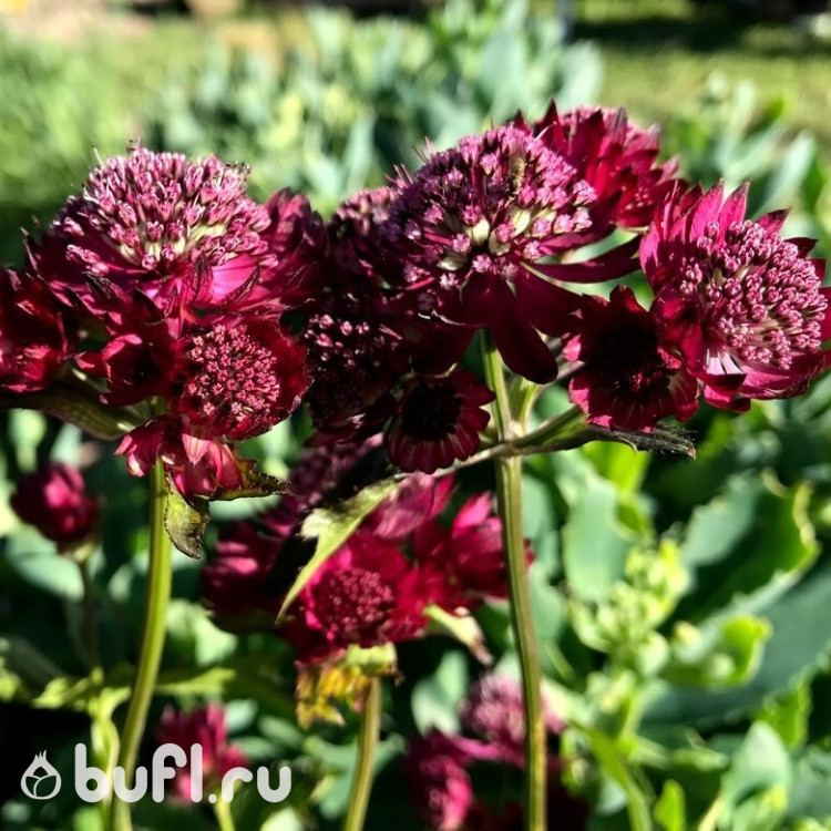 Astrantia major Primadonna 