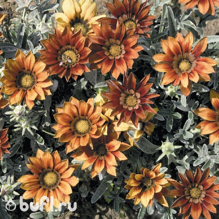 Газания Talent Red Shades (семена 10 шт.)