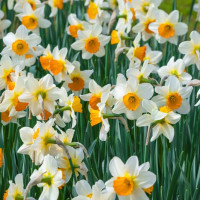 Нарцисс Sempre Avanti (3 луковицы)