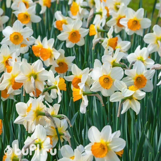 Нарцисс Sempre Avanti (3 луковицы)