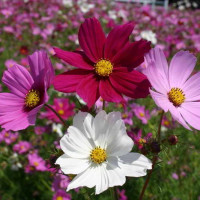 Космея дваждыперистая смесь цветов (10 семян)